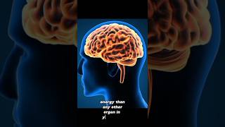 Human Brain #didyouknow #information #youtubeshorts #human #humanbrain