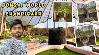 Bonsai world chandigarh | bonsai garden | Monster KD