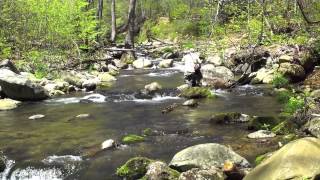 Fly Fishing for Brook Trout on the Rapidan River