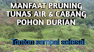 Pemangkasan/pruning pohon durian ❗❗ dan manfaatnya @fransfamilychannel