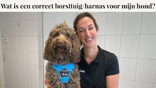 Wat is een correct borsttuig/harnas voor je hond? | Instructievideo