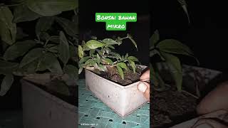 BAHAN  BONSAI MIKRO