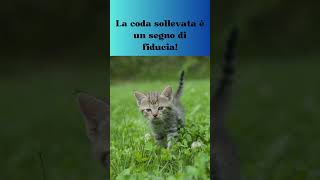 Perché i gatti alzano la coda quando ci salutano? #shorts #cat #curiosità #amicifelini #cute