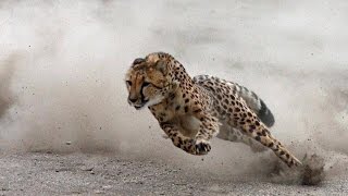 Cheetah the Big Cat With SUV Speed