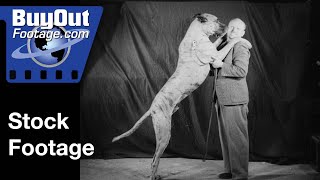 American Bred English Setter Wins Best In Dog Show 1938 | Stock Footage