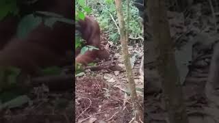 We are diging in the ground looking for termites together.  #tanjungputingnationalpark.