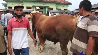 Harga Sapi Jantan Super Terbaru