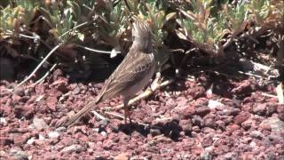 Pipit de Berthelot (Anthus berthelotii berthelotii)