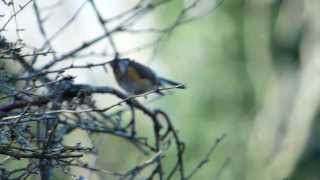 Red flanked Bluetail listening1718