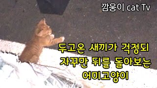 두고온 새끼를 걱정하며 자꾸만 뒤를 돌아보는 어미고양이