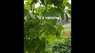 It's finally raining! #garden