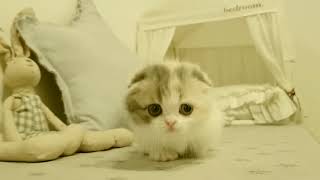 So Cute Baby Cat | Cute Kitten video