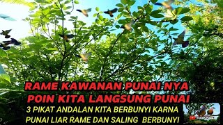 MULUT BURUNG PUNAI PAGI HARI MAKAN BUAH BERINGIN‼️sampek2 pikat di serang P liar.