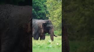 Chandi | Thani dalaya | Sri Lanka | Elephant