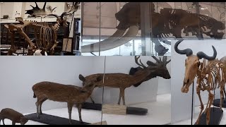 Indian Museum Kolkata / India biggest Museum / Animals / jadu ghar/ British Museum / jawahar lal