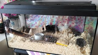 New Hamster!! and Cage Tour. Simple and budget