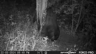 Lācis pie darvas koka!/Big brown bear scratching on a tree with pine tar