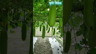 আধুনিক পদ্ধতিতে লাউ চাষে দ্বিগুণ ফলন Pumpkin farming in Bangladesh কৃষি বিচিত্র #shorts