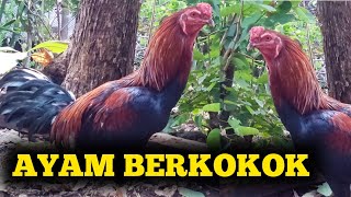 AYAM BERKOKOK 🔴 SUARA AYAM JAGO BERKOKOK DI PAGI HARI