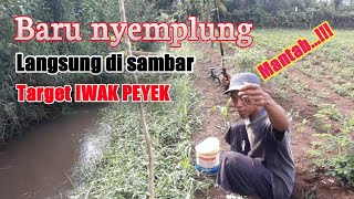 Target iwak peyek | Baru nyemplung langsung di sambar,mantabb