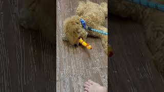 Anjing marah marah gigit boneka #shorts #shortvideos #travel