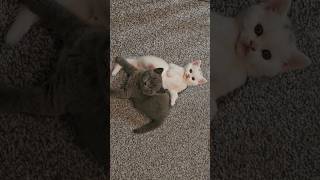 Kittens plays #music  # cute #animals # shorts