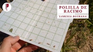 Polilla de racimo. Tercera generación en viña