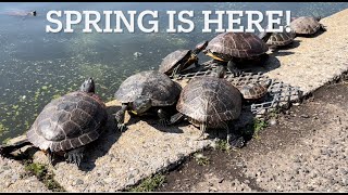 Wildlife in the Spring in Eisenhower Park Veterans Memorial