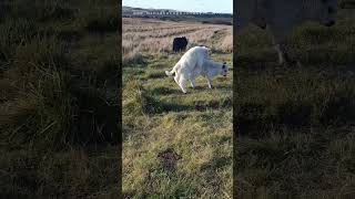 being a bull #cowlover #cow #animal  #farmlife #farmlifestyle #farmlifebestlife