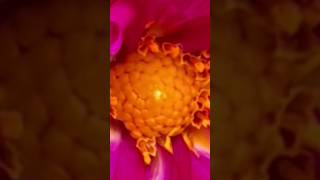 source of Beauty #nature #shorts #video #flowers #beautiful #amazing