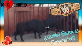 Yo♥️Taurino 🥊PELEA DE TOROS🥊  3️⃣º Toro de San Blas [ (Viana de Cega)] YO♥️TAURINO