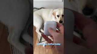 I lost my AirPod today😂 #funny #dog #animals #shorts #airpods