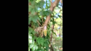 Nephila clavipes