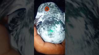 Kabutar ki videos #kabootar #pigeon #birds #pets #shorts #kabootarbazi #petlover #birdspecies