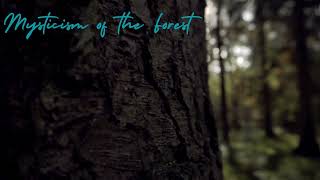 Mysticism of the forest