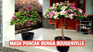 MASA PUNCAK BUNGA BOUGENVILLE