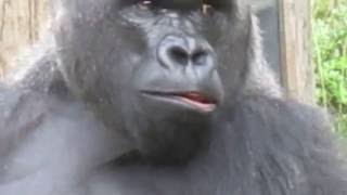 Gorilla Ivo