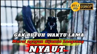 murai batu gacor AMPUH buat pancingan MURAI BATU bunyi jadikan burung Murai gacor EMOSI NYAUT#02