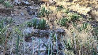 Slopy Land per Agave Lagaye, Nainital, Uttarakhand, drbps,04/12/2024