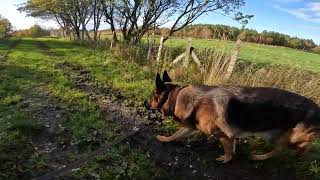 German shepherd on walk. Eros på tur. 27.09.2024. still you tubes most boring video part 1