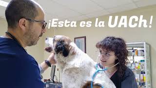 Cápsulas Más Lejos  - Los invitamos a conocer la carrera de Medicina Veterinaria UACh