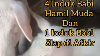 4 Ekor Induk Babi Hamil Muda Dan Satu Ekor Induk Babi Tidak Mau Minta Kawin