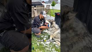 Have a huskie they said🤣 #dogs #funny #shorts #morelife