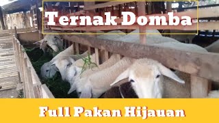 Pakan Full Hijauan ❗❗❗ Peternakan Domba Sederhana