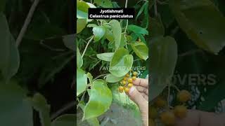 Jyotishmati - malkanganilatin name - Celastrus paniculatus  #ayurveda #ayu#shorts