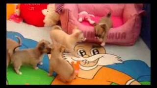 CHIHUAHUA Puppies Fun