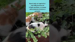 Gatti nei Vasi? Scopri il Loro Buffo Segreto!  #Shorts #FunnyCats #PetLovers #CatLovers #ShortsViral