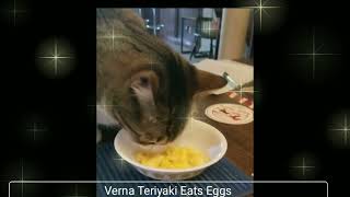 Our Cat (Verna Teriyaki) Eats Eggs