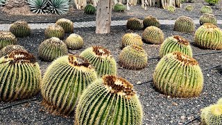 ASIENTO DE SUEGRA: nombre popular del cactus Kroenleinia grusonii,