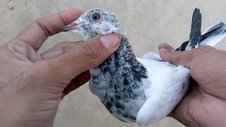 Kalpara Baccha Lal Aankh Ka Aaj Pakda Hai || M Asad Birds #MAsadBirds #Pigeon #Kabutar